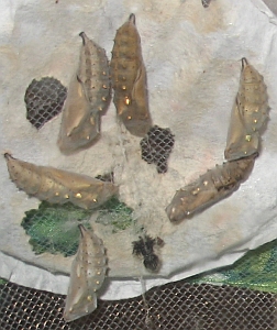 chrysalis