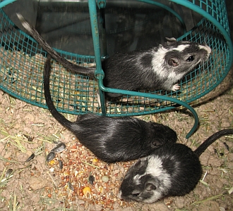 3 gerbils