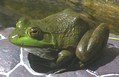 The Ohio State Frog