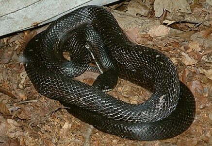 black racer