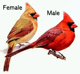 cardinals