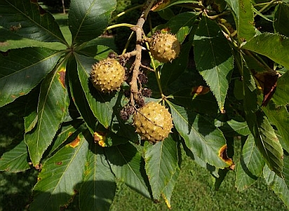 buckeye tree