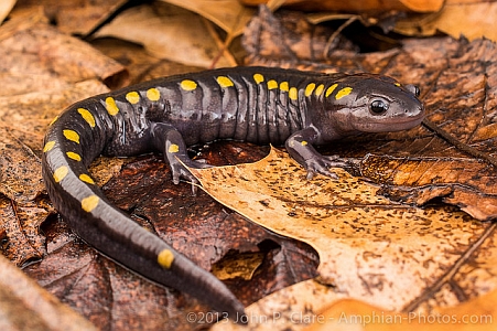 spotted salamander