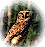 owl