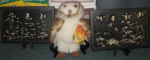 owl puppet
                  and bone displays