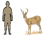 comparing size of man
                                            to deer