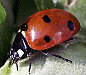 ladybug