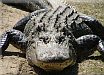 alligator