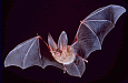 bat