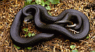 black racer