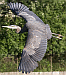 blue heron