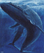 blue whale