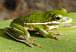 frog