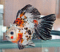 goldfish