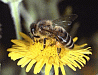 honey bee