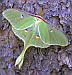 luna moth