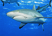 shark