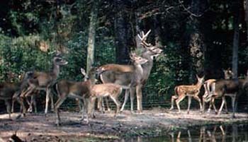 family of deer