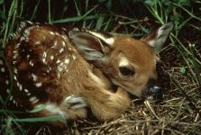 fawn