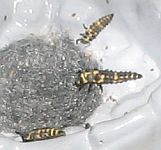 larvae