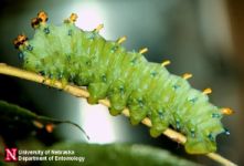 large green caterpillar