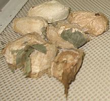 polyphemus cocoons
