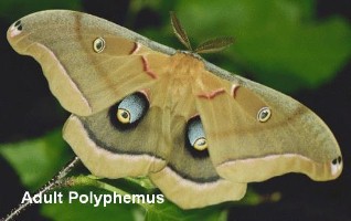 polyphemus