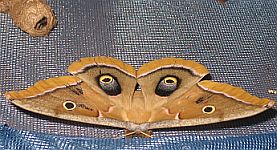 moth