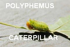 caterpillar