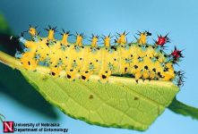 small yellow
                        caterpillar