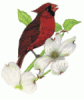 cardinal