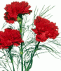 red carnation