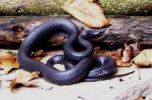 black racer