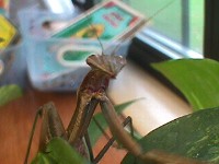 adult praying mantis