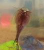 triops belly