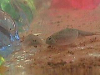 2 triops