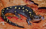 spotted
                                  salamander